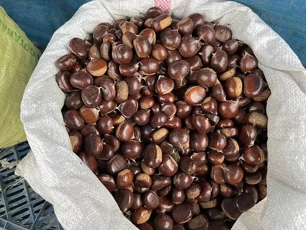 Kestane Severler Dikkat!