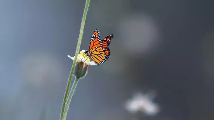 Rüyada Kelebek Görmek Ne Anlama Gelir?