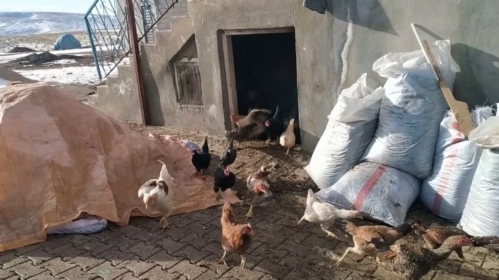 Kurnaz Tilki Yakayı Ele Verdi