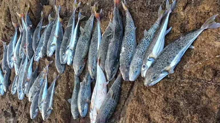 Bu Balık Zehir Saçıyor
