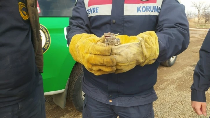 Adana'dan Sivas'a Gelen Davetsiz Misafir HAYDİ'ye Teslim Edildi