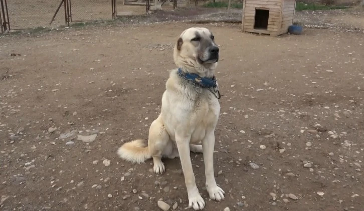Kangal Köpekleri Mutsuz