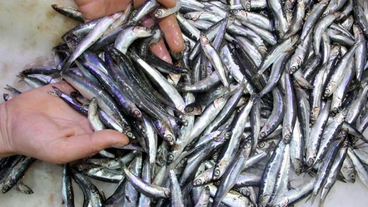 Hamsi Tahtını Geri Aldı