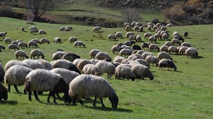 Hayvancılık İşletmelerine Rekor Destek