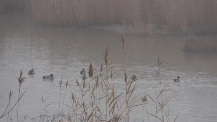 Kızılırmak Ördek ve Balıkçıl Kuşları Ağırlıyor