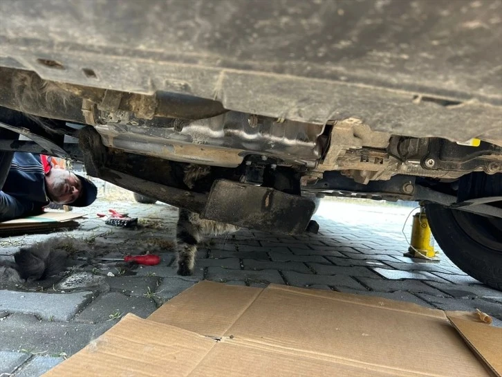 Sivas'ta Kedi Operasyonu