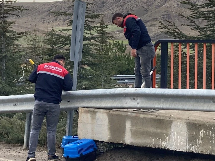 Tavşanlar Kaçtı, Ekipler Tuttu 