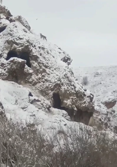 Ormanın Hayaleti Sivas'ta Görüntülendi