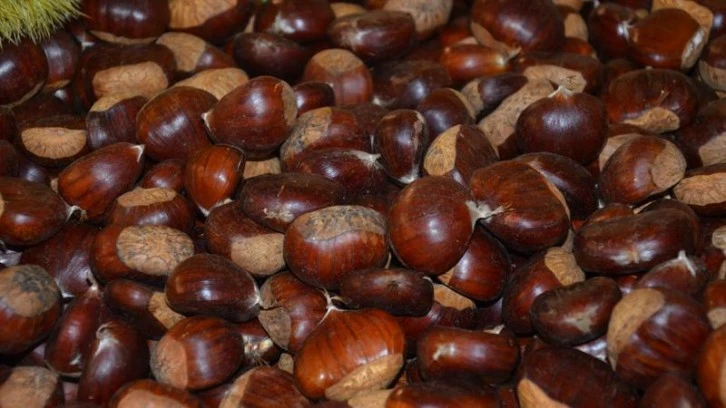 Kestane İthalatına Yakın Takip