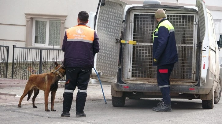 Sivas’ta Köpek Dehşeti: 2’si Çocuk, 4 Yaralı