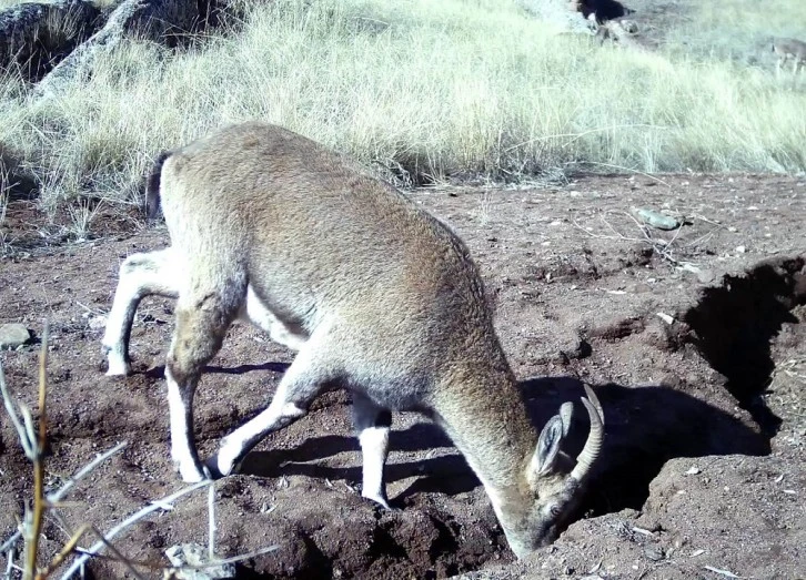 Sivas’ın Yaban Hayatı, Belgeselleri Aratmadı