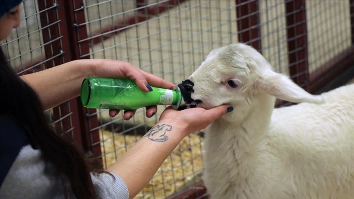 "Aykız" Biberonla Besleniyor