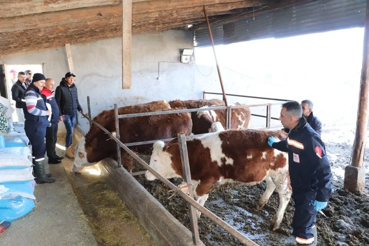Sivas'ta Hayvan Kayıplar Önlenecek