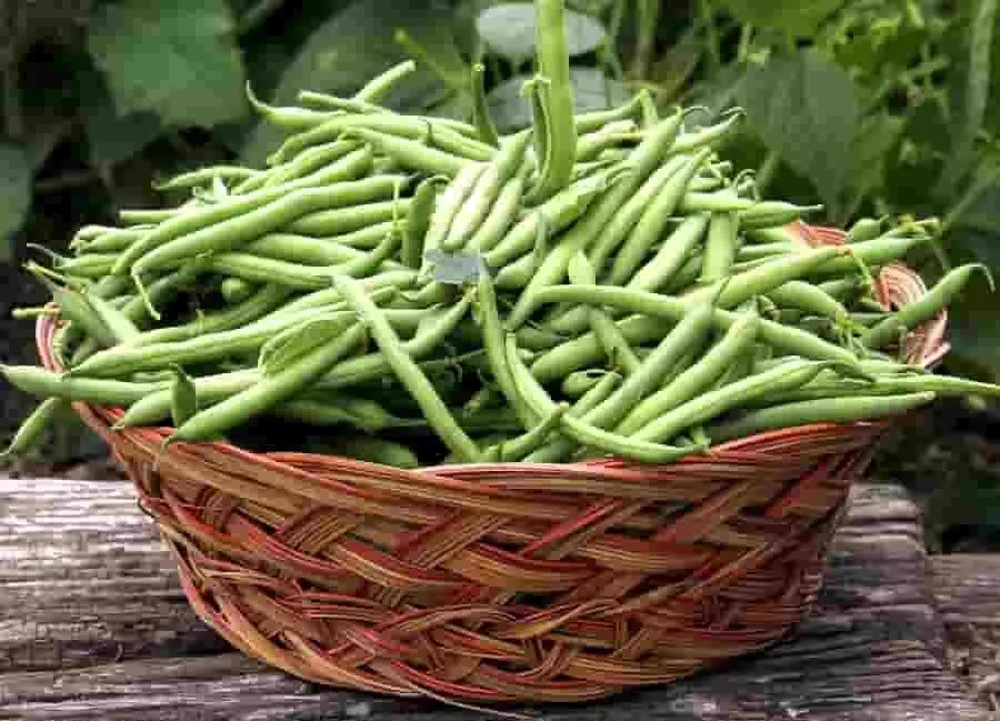 Zam Şampiyonu Yeşil Fasulye Oldu