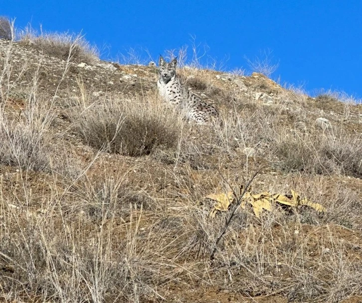 ‘Ormanın Hayaleti’ Sivas'ta Görüntülendi