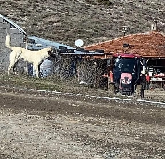 Sokak Köpekleri Dehşet Saçtı