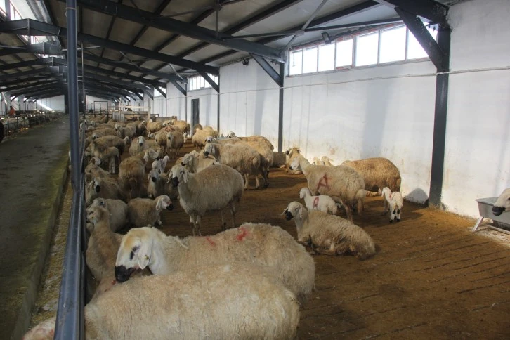 Sivas'ta Şap Hastalığı İçin Tedbirler Alınmalı