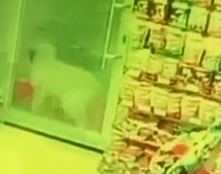 Sivas'ta Aç Kalan Kurt Köpeğe Saldırdı