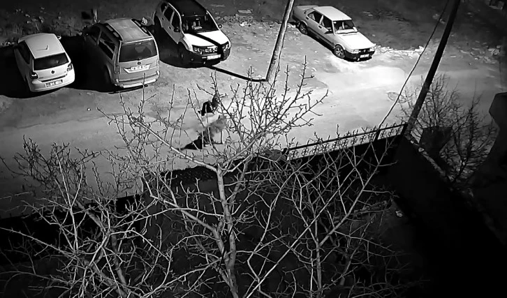 Sivas’ta Kurtlar Köpeğe Saldırdı