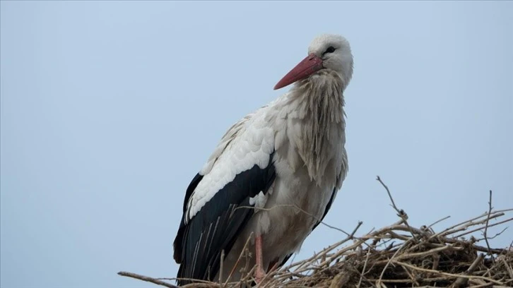 Leylekler Erken Geldi