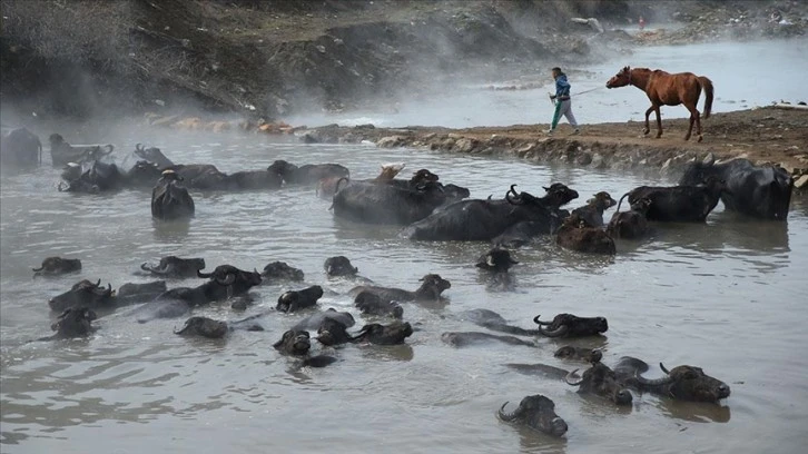 Manda ve Atları Kaplıca Suyunda Temizliyorlar