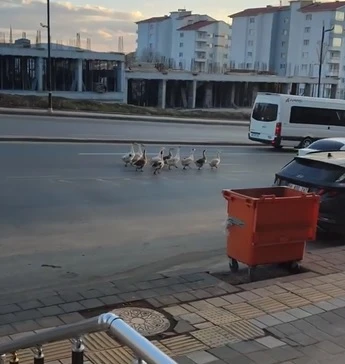 Sivas’ta "Kazlar" Trafikte