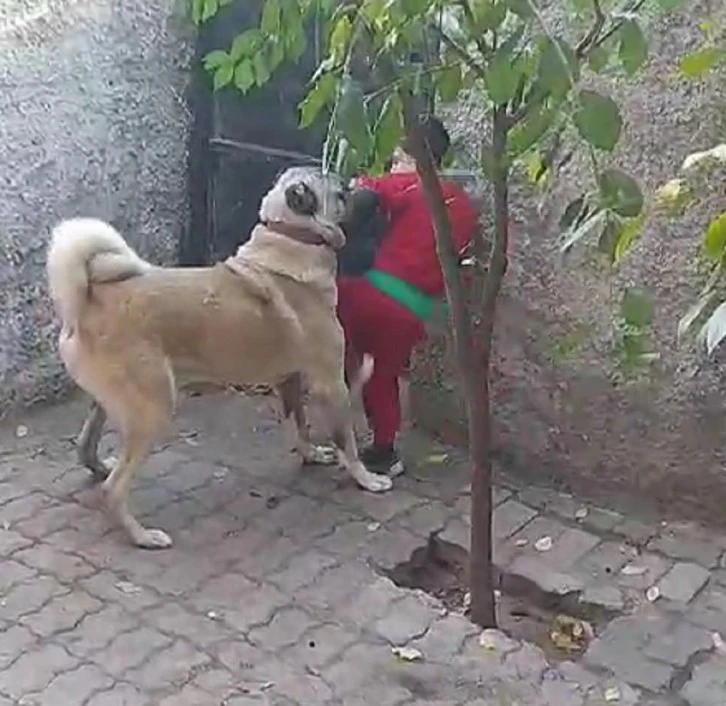 Kangal Köpeği ile Burak’ın Dostluğu
