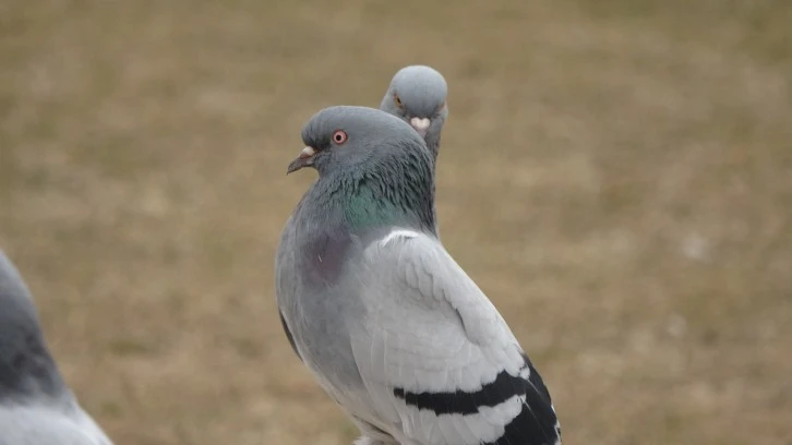 Sivas'ta İklim Değişikliği Güvercinleri Etkiledi