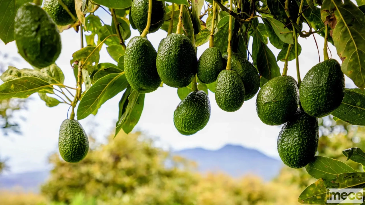 Türkiye'de Üretiliyor Rusya'ya Gidiyor
