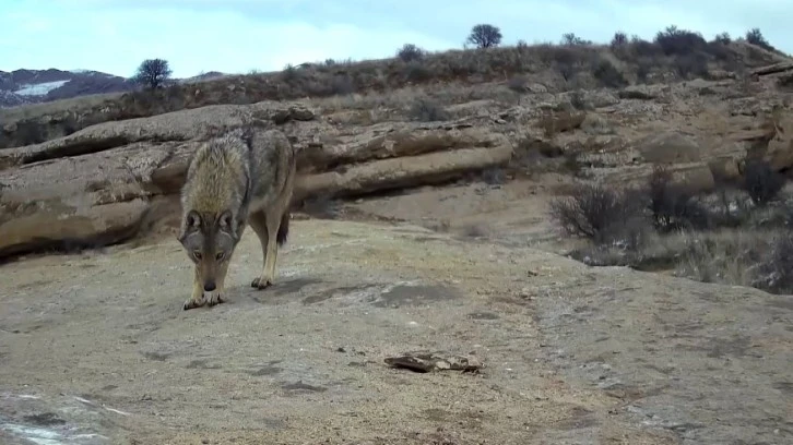 Sivas'ta Foto Kapana Yakalandı