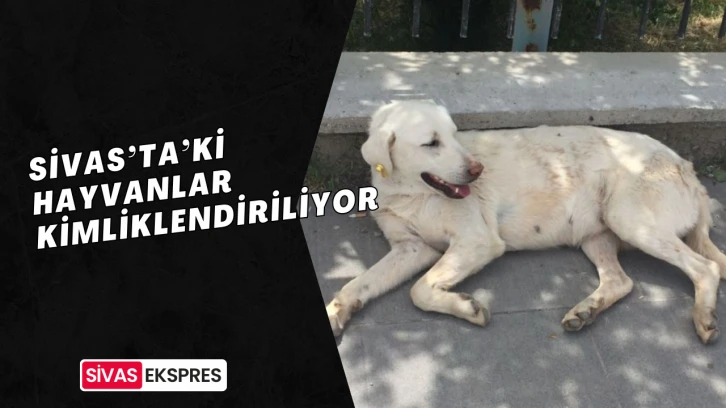Sivas’ta’ki hayvanlar kimliklendiriliyor