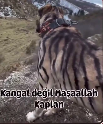 Sivas Kangalını Boyayıp  Kaplana Çevirdiler