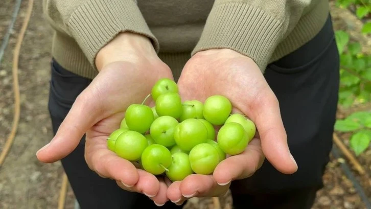 Fiyatı Çeyrek Altınla Yarışıyor