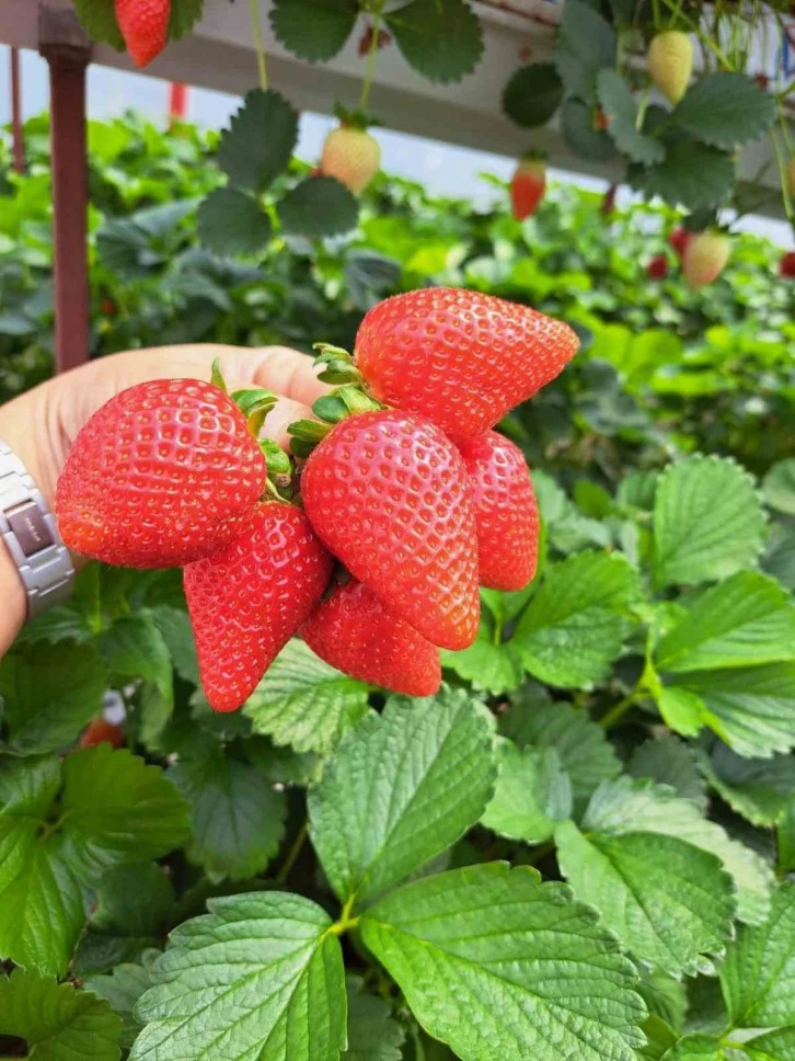 Öğretmenliği Bıraktı Çiftçiliğe Başladı