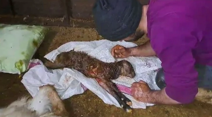 Sivaslı Besiciden Oğlağa Hayati Müdahale