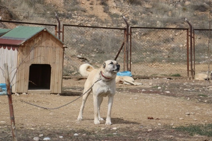 Anadolu Aslanı Kurtlaşıyor