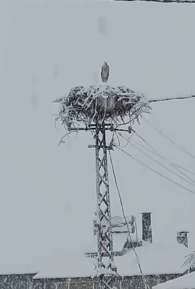 Sivas'ta Baharın Müjdecisi ‘Leylek’ Kar Altında Kaldı