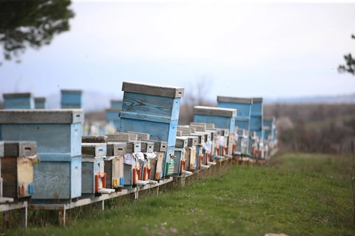 Arı Ölümlerine Dikkat