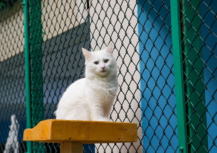  Van Kedisi Sayısı Artıyor