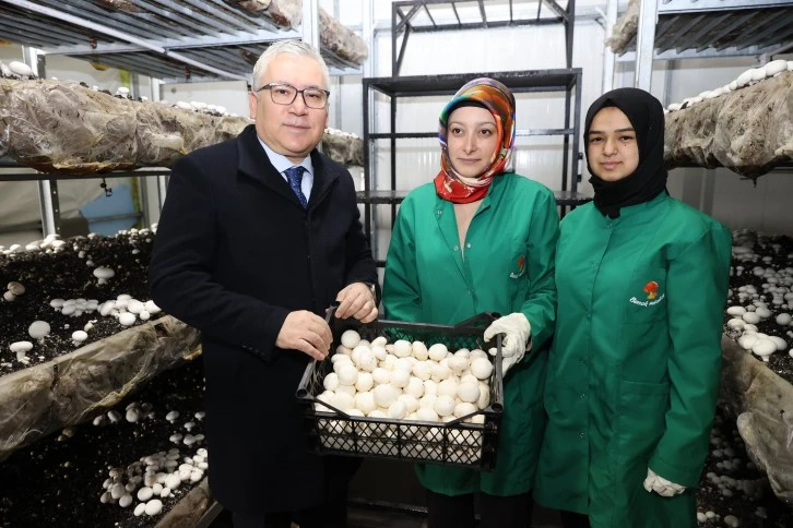 Sivas'ta 35 Bin Ton Mantar Üretiliyor