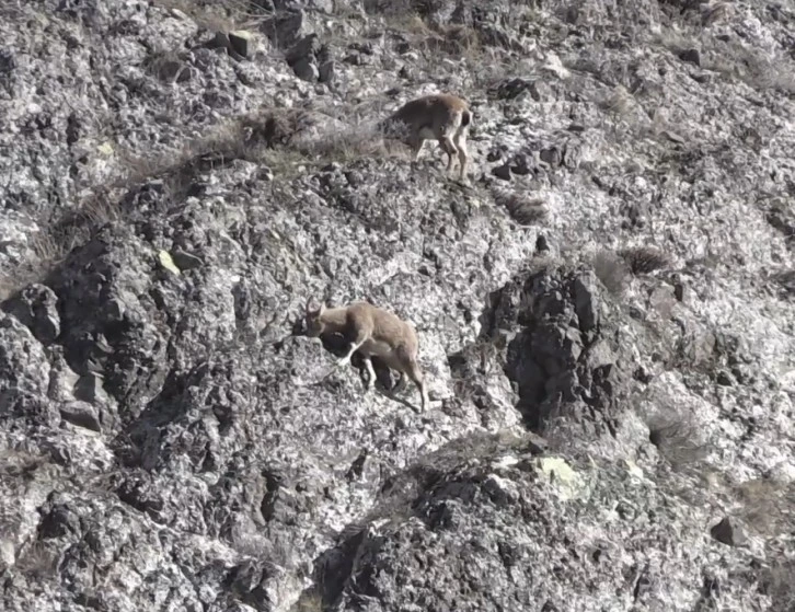 Sivas'ta Sürü Halinde Görüntülendi