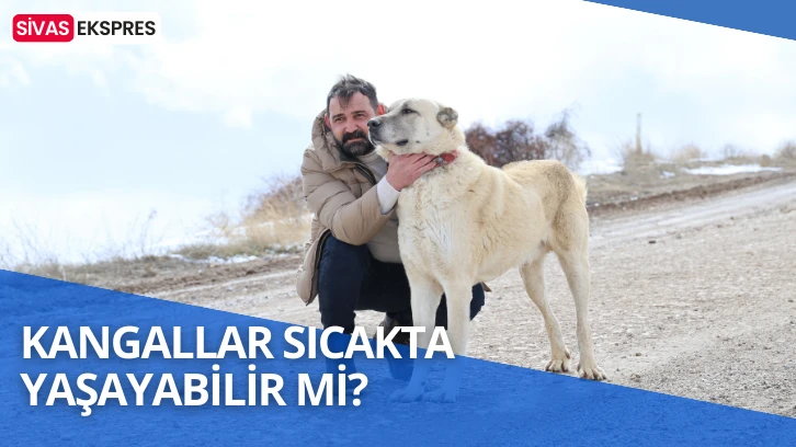Kangallar Sıcakta Yaşayabilir Mi? 