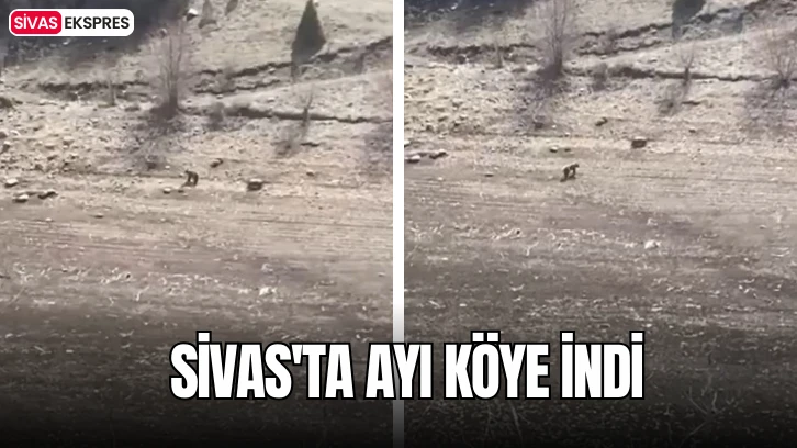 Sivas'ta Ayı Köye İndi
