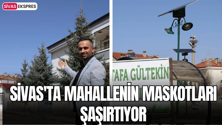 Sivas'ta Mahallenin Maskotları Şaşırtıyor