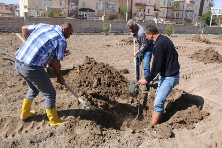 Şarkışla'da Meyve Fidanı Dikildi 