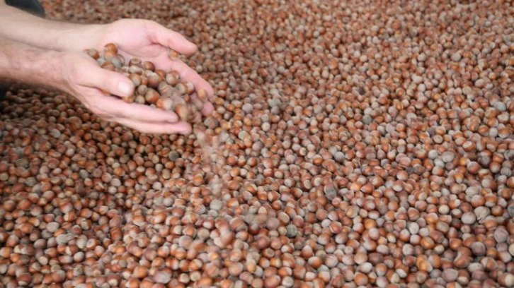 Fındık İhracatı Rekor Kırıyor