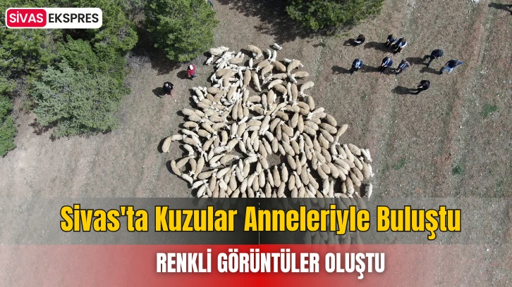 Sivas'ta Kuzular Anneleriyle Buluştu