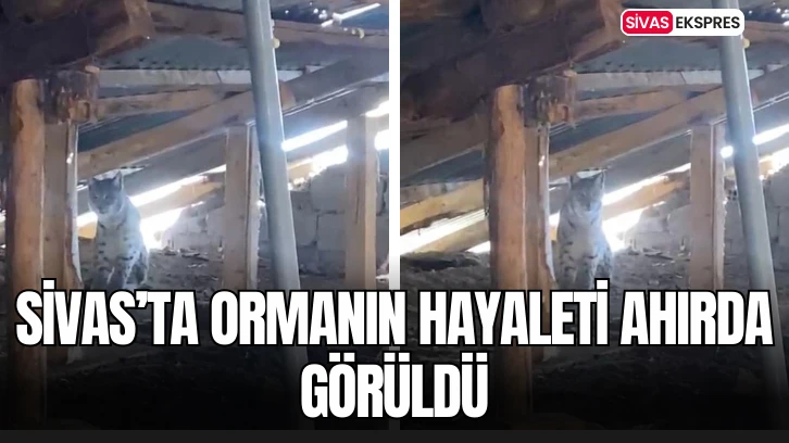 Sivas’ta Ormanın Hayaleti Ahırda Görüldü