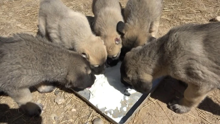 Yeni Yavrular Doğmaya Başladı