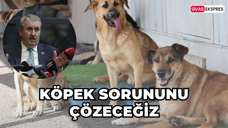 Köpek Sorununu Çözeceğiz